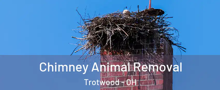 Chimney Animal Removal Trotwood - OH