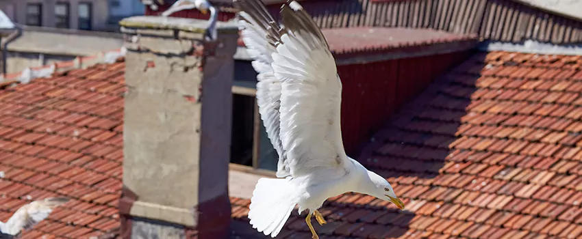 Residential Chimney Animal Removal Solution in Trotwood, OH